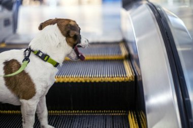 Jack Russell Terrier sahibi ile yürüyen merdivenden yukarı çıkıyor. Köpeklerle gezmek.