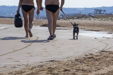 Sabahları kumlu bir sahilde tasmalı bir köpekle yürümek. Hayvanlarla yürüme kuralları. Bir evcil hayvanla seyahat etmek.