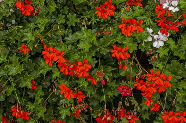 Çiçek açan kırmızı pelargonyum çiçeklerinin doğal arka planı ya da Kalachi, evde rahatlığın, sıcaklığın ve refahın sembolü.