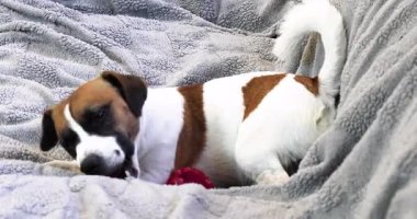 Genç Jack Russell Terrier kanepede bir kemik çiğniyor. Diş çıkarma..