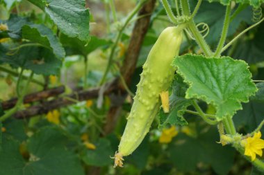 Taze yeşil küçük salatalık dalda yetişiyor. Bahçe olgunlaşmış hasat ediyor. Kopya alanı.