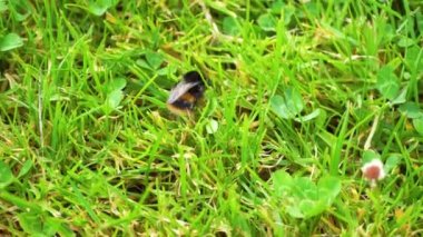 Bee in a summer garden crawling on green grass, looking for a flower