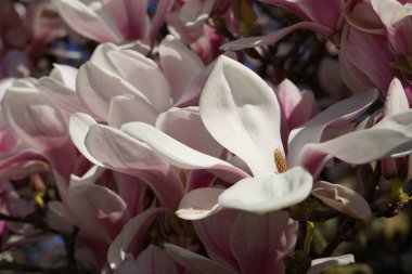 View of blooming magnolia tree in April, beautiful floral background, copy space