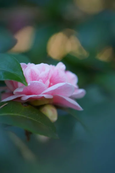 Růžové Japonské Kamélie Květ Zelenými Listy Pozadí Bokeh Close — Stock fotografie