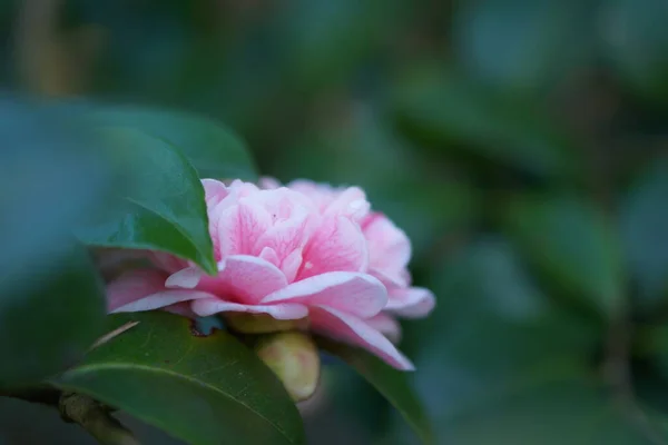 Pink Japanese Camellia Flower Green Leaves Bokeh Background Close — Stock Photo, Image