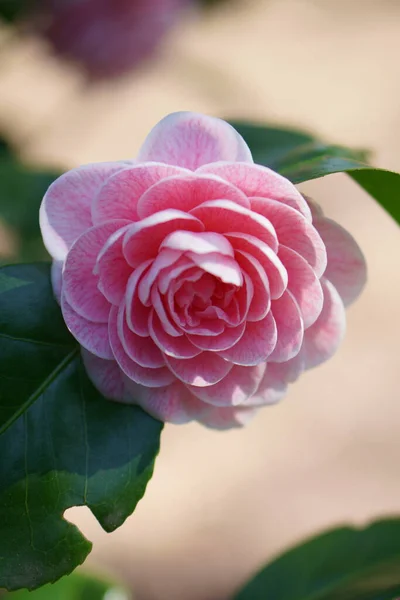 Flor Camélia Japonesa Rosa Com Folhas Verdes Fundo Bokeh Close — Fotografia de Stock