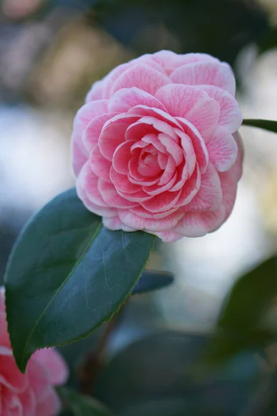 Pink Japanese Camellia Flower Green Leaves Bokeh Background Close — Zdjęcie stockowe