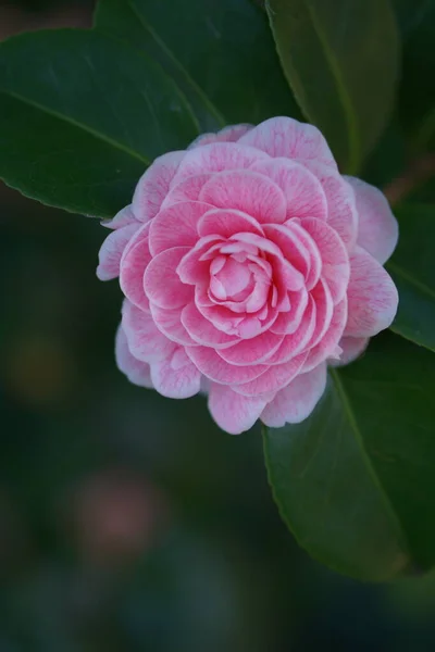 Pink Japanese Camellia Flower Green Leaves Bokeh Background Close — Photo