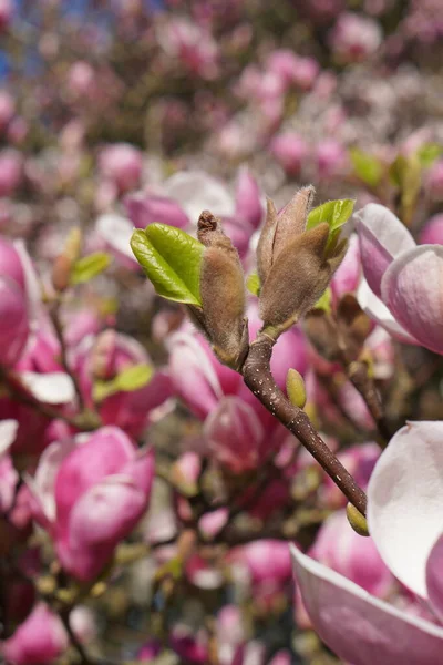 Close-up magnolia petals on a blooming tree, copy space spring background