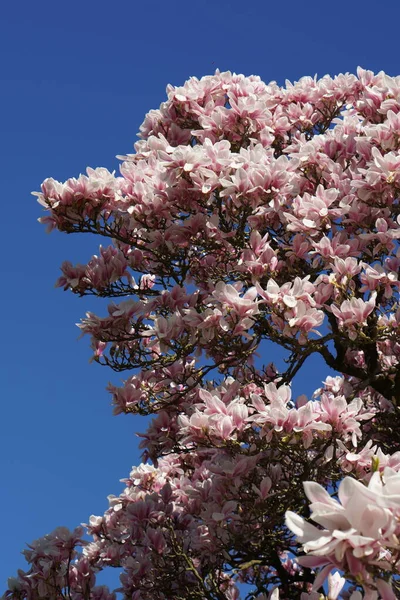 Nisan Parkta Açan Manolya Çiçekleri Bahar Çiçekleri Mavi Gökyüzü Manzarası — Stok fotoğraf