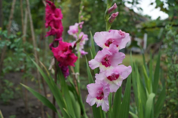 Rosnące Gladioli Wiosennym Ogrodzie Kwiat Kwiat Zielonym Tle Zbliżenie — Zdjęcie stockowe