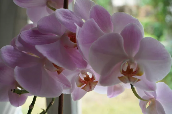 Blooming Orchidaceae Orchid Flower Plant Window Garden View Copy Space —  Fotos de Stock