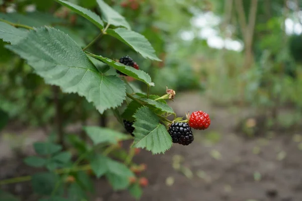 Blackberries Raspberries Growing Branch Bush Seasonal Fruits — Stock Photo, Image