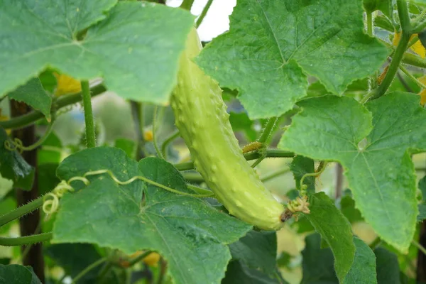 stock image Fresh green small cucumber growing on a branch, garden ripe harvest, copy space