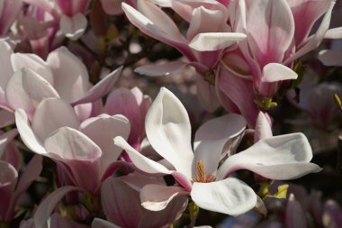 View of blooming magnolia tree in April, beautiful floral background, copy space