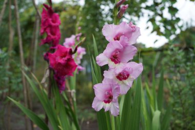 Bahar bahçesinde büyüyen gladioli, yeşil arka planda çiçek açan, yakın plan