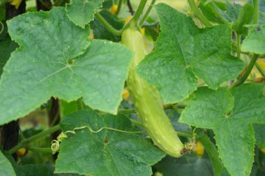 Taze yeşil küçük salatalık dalda yetişiyor. Bahçe olgunlaşmış hasat ediyor. Kopya alanı.