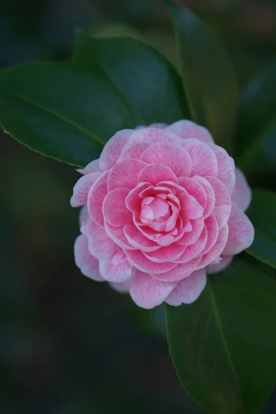 Pink Japanese Camellia Flower Green Leaves Bokeh Background Close — Stock fotografie