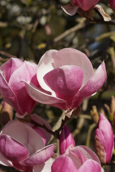Close-up blooming magnolia on a branch of a tree in a spring garden, copy space