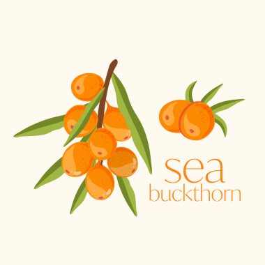 Deniz topalak. Taze olgun çilek ile yaprakları üzerinde izole beyaz arka plan.