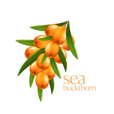 Deniz topalak. Taze olgun çilek ile yaprakları üzerinde izole beyaz arka plan.