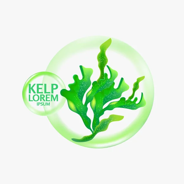 Fresco Kelp Insalata Alghe Marine Vettore Frutti Mare Illustrazione — Foto Stock
