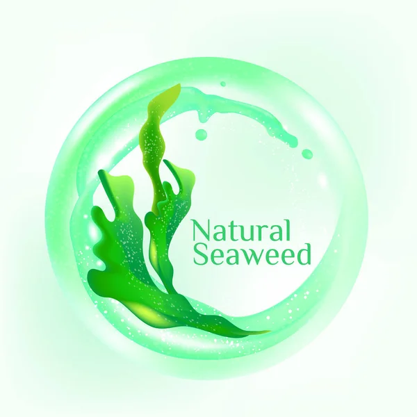 Frischer Kelp Algensalat Meeresfrüchte Vektor Illustration — Stockfoto