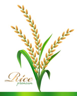 pirinç bitkisi ikon vektör illüstrasyonu