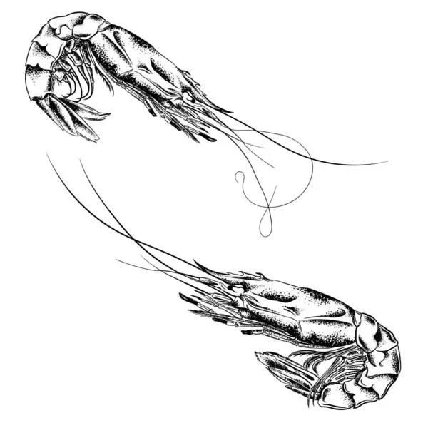 Large Shrimp Drawn Graphic Lines Light Background Retro Engraving Menu Royalty Free Stock Vectors