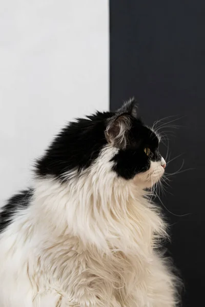 Side view of black and white cat  on a black and white background