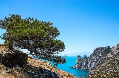 Denize yakın bir dağ yamacında, yaslanmış bir ardıç.