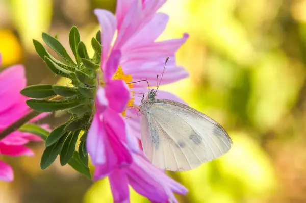 Bir kelebek Pieris Brassicae güzel bir çiçekten nektar içer.