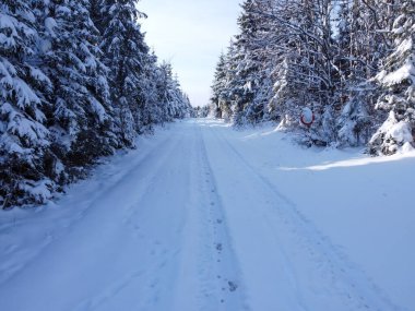 Köknar ağaçları ve kar yağışı olan peri kışı manzarası. Noel tebrikleri konsepti. Yüksek kalite fotoğraf. Karlı kış ormanı ve kuş bakışı ağaçlar..