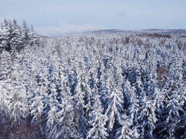 Köknar ağaçları ve kar yağışı olan peri kışı manzarası. Noel tebrikleri konsepti. Yüksek kalite fotoğraf. Karlı kış ormanı ve kuş bakışı ağaçlar..