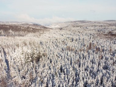 Köknar ağaçları ve kar yağışı olan peri kışı manzarası. Noel tebrikleri konsepti. Yüksek kalite fotoğraf. Karlı kış ormanı ve kuş bakışı ağaçlar..