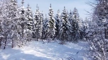 Kış mevsimi karlı dağ ormanları havadan çekilen nefes kesici doğal manzara, donmuş orman ve karanlık dağ nehri. Yüksek kaliteli FullHD görüntüler. Karlı bir ormanın üzerinde uçarken