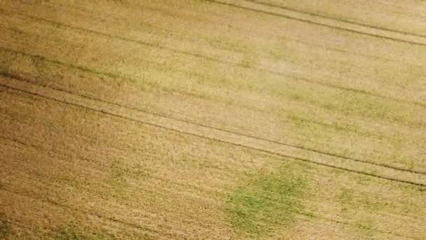 Letecký Pohled Kombajn Německu Pšeničných Polích Letecký Pohled Pšeničná Pole — Stock video