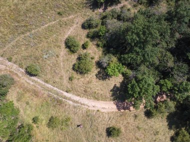 Koyu yeşil orman manzarası duvar kağıdı sanatının en üst görüntüsü. Çam ağaçları ve asfalt yol afiş tasarımının hava manzarası. Kırsal yol üzerinde kozalaklı ağaç formu. Macera yüksek kalite fotoğraf.