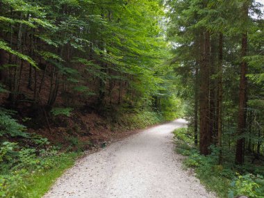 Harbor Springs 'ten Michigan' daki M-119 otobanındaki Petoskey 'e kadar Emmet County' den geçerken ağaçlar tünelinde uzanan güzel bir yol var. Yüksek kalite fotoğraf