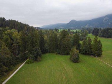 Atmosferik orman manzarası. Dağlarda toprak yol var. Dağ kozalaklı ormanlarda açıklık alan. Ormandaki kozalaklı ağaçlara güzel bir manzara. Ormandaki çayır taşları. 