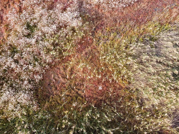 Ein Sumpf Mit Bunten Pflanzen Die Inmitten Des Hohen Schilfs — Stockfoto