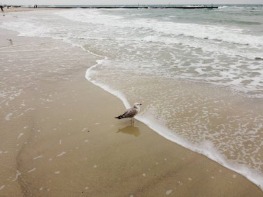 Martı ve deniz kuşlarıyla dolu bir plajı aydınlatan güzel altın güneş ışığı Odessa, Ukrayna. Sahildeki martılar, kumdaki martılar. Deniz, güneş, yaz, güneş. Dalgalar. Yüksek kaliteli fotoğraf.