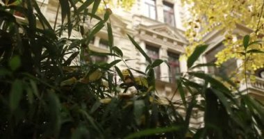 Rich white mansion surrounded by luscious greenery during fall season. High quality 4k footage