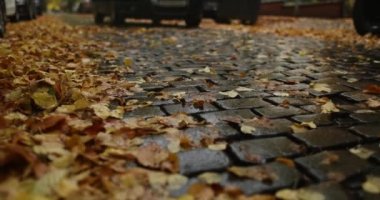 Car driving by in residential area city brick road, autumn leaves. High quality 4k footage