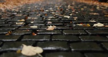 Quickly exploring wet dark stone brick road with orange autumn leaves. High quality 4k footage