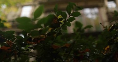 Switching focus from nice luscious bush to old stone building. High quality 4k footage