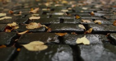 Wet dark stone brick road covered in autumn leaves close up view. High quality 4k footage