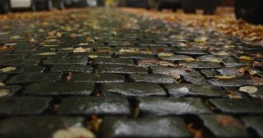 Exploring a old brick road covered in autumn leaves after rainy day. High quality 4k footage