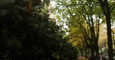 Following a luscious bush into a old residential area with autumn trees. High quality 4k footage