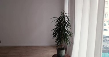 Closing up on decorative home plant in front of window, white background. High quality 4k footage